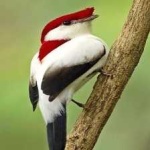 image of bird