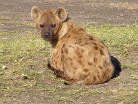 image of hyena
