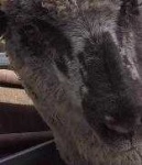 image of animal