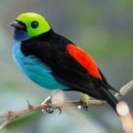 image of bird