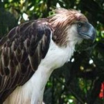 image of bird