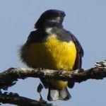 image of bird