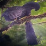 image of bird