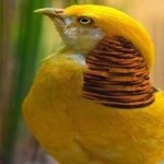 image of golden_pheasant #4