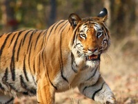 image of animal
