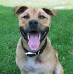 image of american_staffordshire_terrier