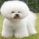 image of animal