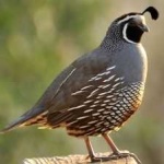 image of bird