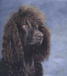 image of irish_water_spaniel #18