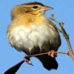 image of bird