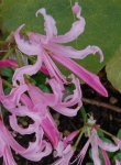 image of flower