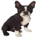 image of animal