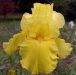 image of bearded_iris #16