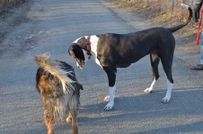 image of great_dane