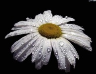 image of flower