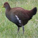 image of bird