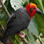 image of bird