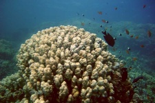 image of coral_reef #0