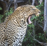 image of animal