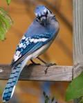 image of jay