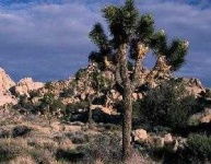 image of joshua_tree