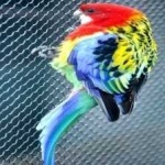 image of bird