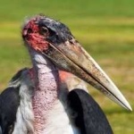 image of bird