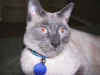 image of siamese_cat #4