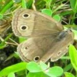 image of animal