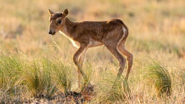 image of animal
