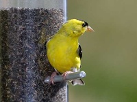 image of goldfinch