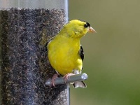 image of goldfinch #1