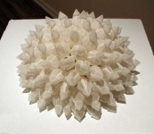 image of sea_anemone