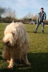 image of otterhound