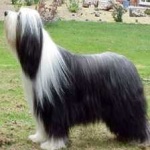 image of bearded_collie #22