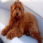 image of animal