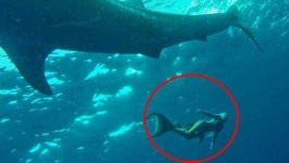 image of mermaid