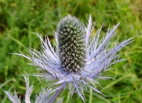 image of alpine_sea_holly #37