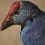 image of bird