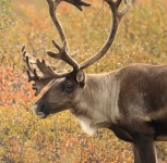 image of reindeer #40