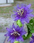 image of passion_flower #14