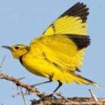 image of bird