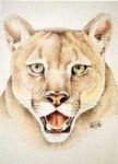 image of cougar_face