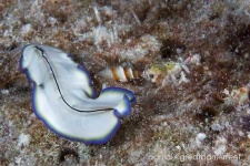 image of flatworm