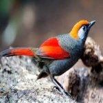 image of red_tailed_thrush