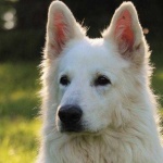 image of animal