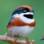 image of bird