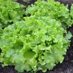 image of lettuce #25