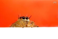 image of animal