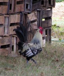 image of animal